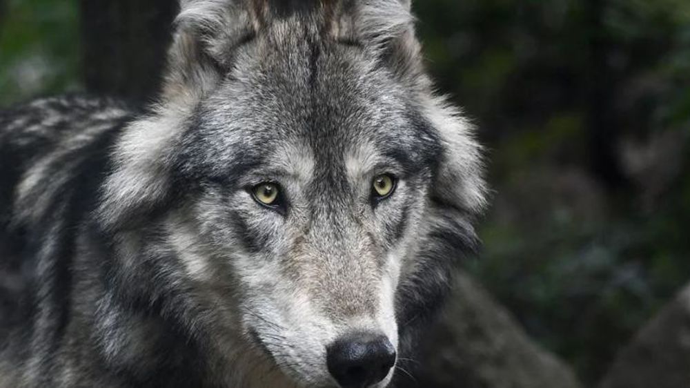 Les populations de loups seront désormais contrôlées localement, par chaque État fédéré. © Pixabay