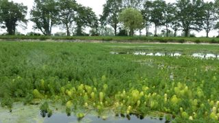 Plan d’eau envahi par le myriophylle aquatique à Viriat, dans l’Ain. © Twitter/SBVR Plan d’eau envahi par le myriophylle aquatique à Viriat, dans l’Ain. © Twitter/SBVR