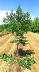 La densité plus faible en parcelle agroforestière qu’en système bois autorise un meilleur suivi de chaque arbre.