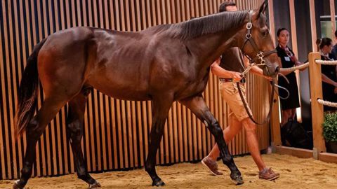 © Twitter Arqana