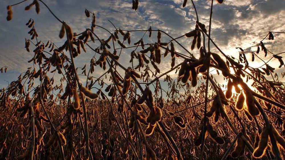 En Argentine, le biodiesel est fabriqué à partir de soja. © Pixabay