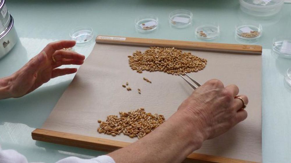 Tri de grains de blé au laboratoire de FranceAgriMer à la Rochelle (Charente-Maritime). © C. Lejeune/GFA