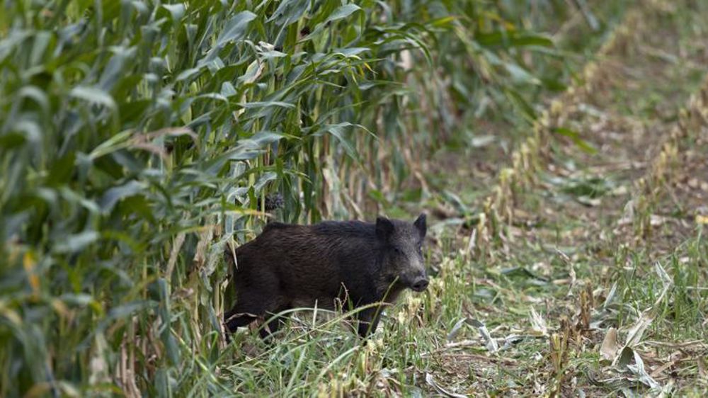 750 000 sangliers ont été tués lors de la campagne de chasse de 2017-2018, contre 100 000 dans les années quatre-vingt. © Christian Watier