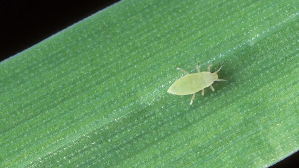 Puceron russe du blé. © Wikipedia / USDA