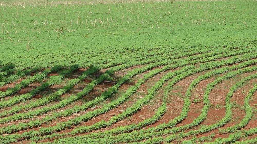 Champ de soja au Brésil. © Pixabay