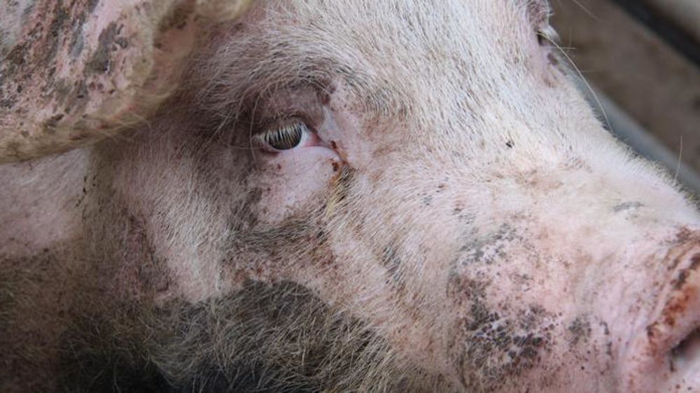 © A. Cardinaux/GFA