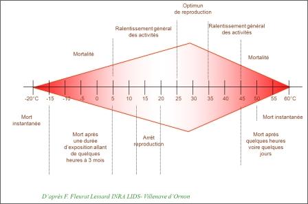 Diagramme de développement des insectes en fonction de la température.