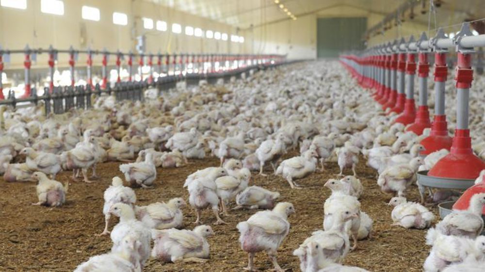 La filière française s’inquiète de l’ouverture de nouveaux contingents au Mercosur. © C. Faimali/GFA