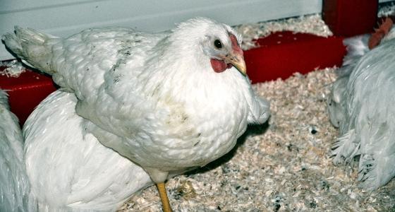 Poulet