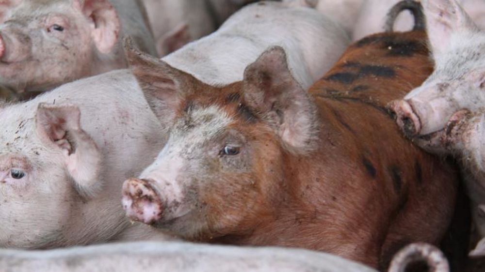 Photo d’illustration. © Alain Cardinaux/GFA