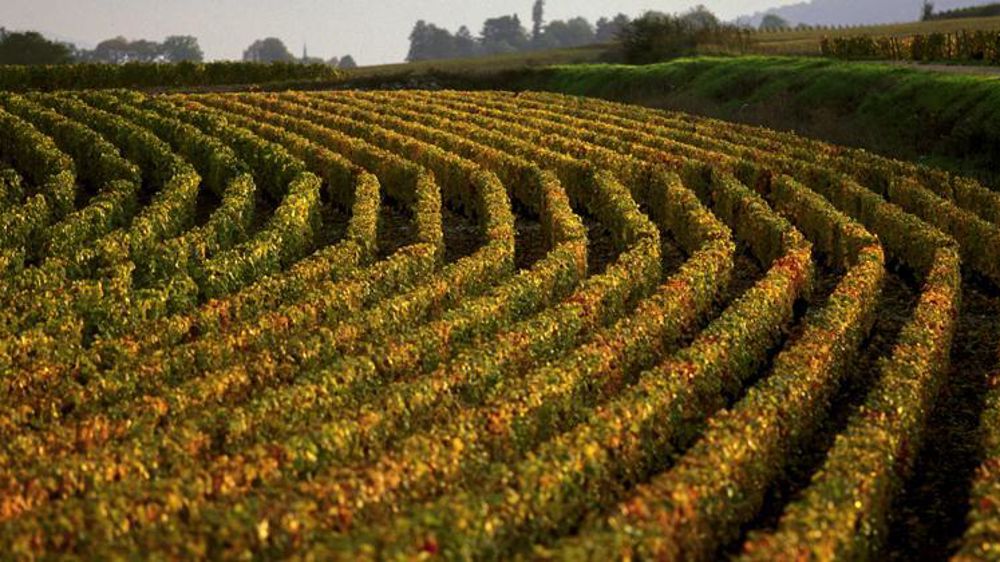 Vignoble de Bourgogne en Côtes de Beaune (Côte-d’Or). © Philippe Roy