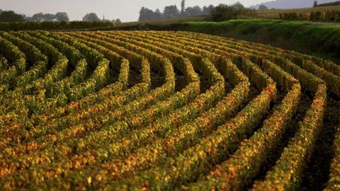 Vignoble de Bourgogne en Côtes de Beaune (Côte-d’Or). © Philippe Roy Vignoble de Bourgogne en Côtes de Beaune (Côte-d’Or). © Philippe Roy
