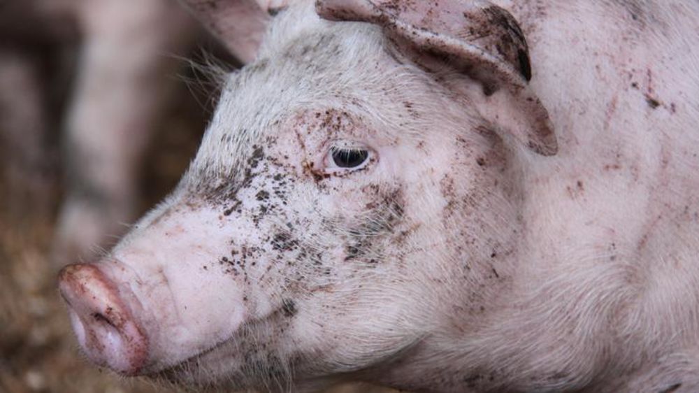 © Alain Cardinaux/GFA