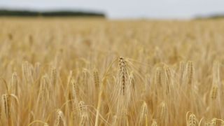 En 2016, la taxe sur les farines rapporte environ 85 millions d’euros qui étaient affectés au financement de la MSA et de FranceAgriMer. © C. Faimali/GFA En 2016, la taxe sur les farines rapporte environ 85 millions d’euros qui étaient affectés au financement de la MSA et de FranceAgriMer. © C. Faimali/GFA