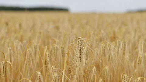 En 2016, la taxe sur les farines rapporte environ 85 millions d’euros qui étaient affectés au financement de la MSA et de FranceAgriMer. © C. Faimali/GFA En 2016, la taxe sur les farines rapporte environ 85 millions d’euros qui étaient affectés au financement de la MSA et de FranceAgriMer. © C. Faimali/GFA