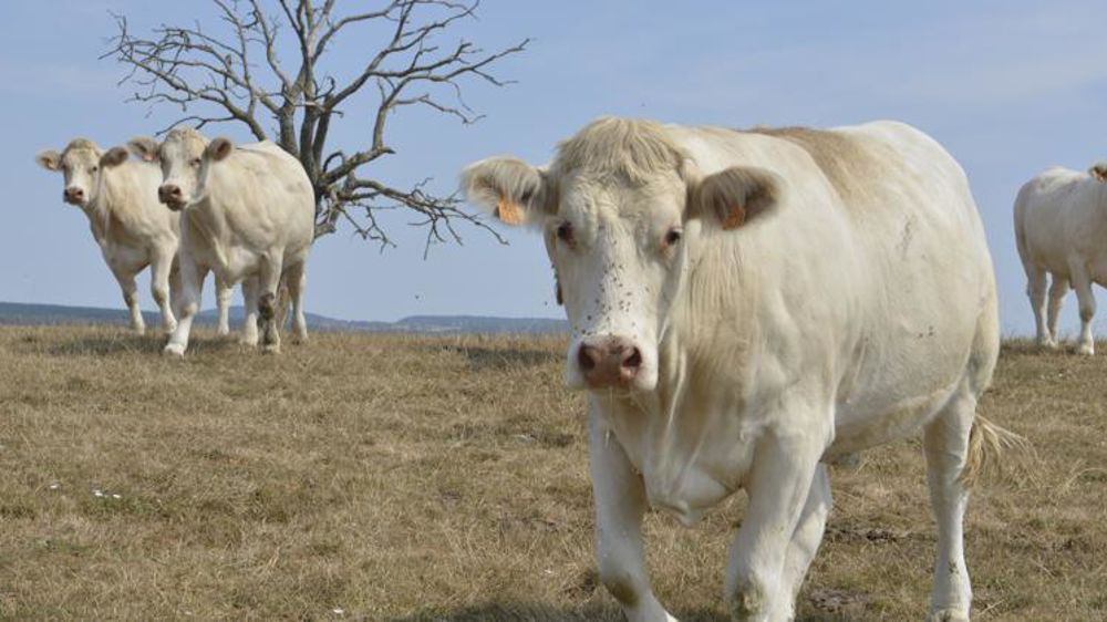 L’absence de précipitations combinée à des températures très élevées a stoppé la pousse d’herbe cet été. © C. Faimali/GFA