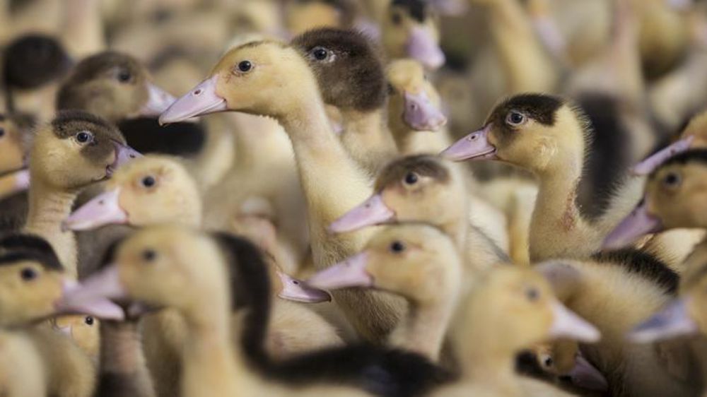 © Philippe Glorieux