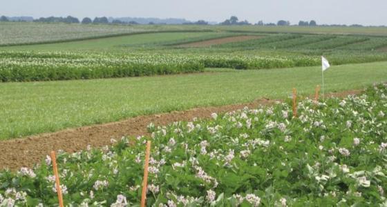 Parcelle d'essais pommes de terre.