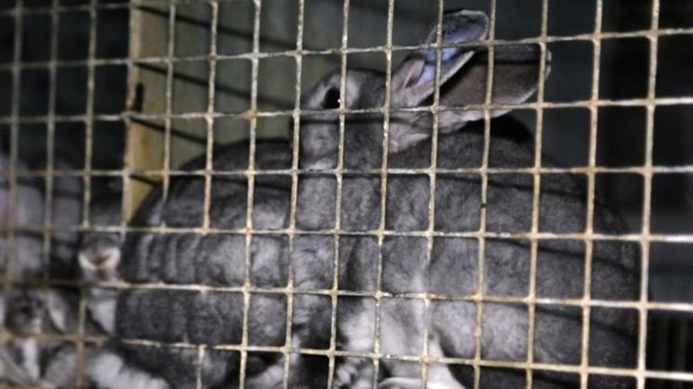 Photo prise par L214