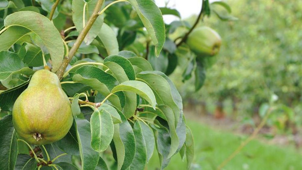 © Philippe Dufour/Interfel