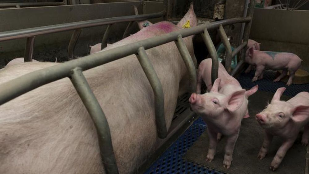 Selon le ministère de l’Agriculture, la production porcine française reculera légèrement au premier semestre de 2019. © Y. Cainjo/GFA