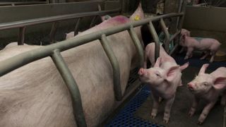 Selon le ministère de l’Agriculture, la production porcine française reculera légèrement au premier semestre de 2019. © Y. Cainjo/GFA Selon le ministère de l’Agriculture, la production porcine française reculera légèrement au premier semestre de 2019. © Y. Cainjo/GFA