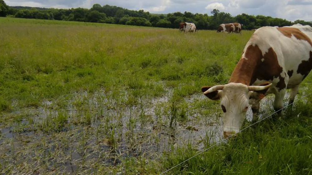 Praires inondées dans le Doubs. © Marylou Bressand