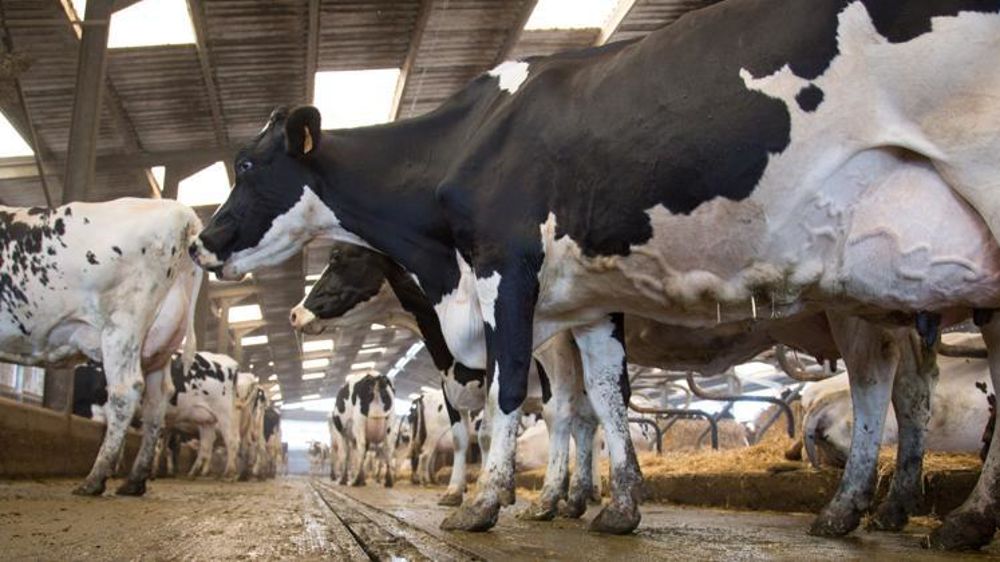 Le Parlement européen a adopté un plan pour limiter l’usage des antibiotiques dans les élevages. © S. Champion/Reportage