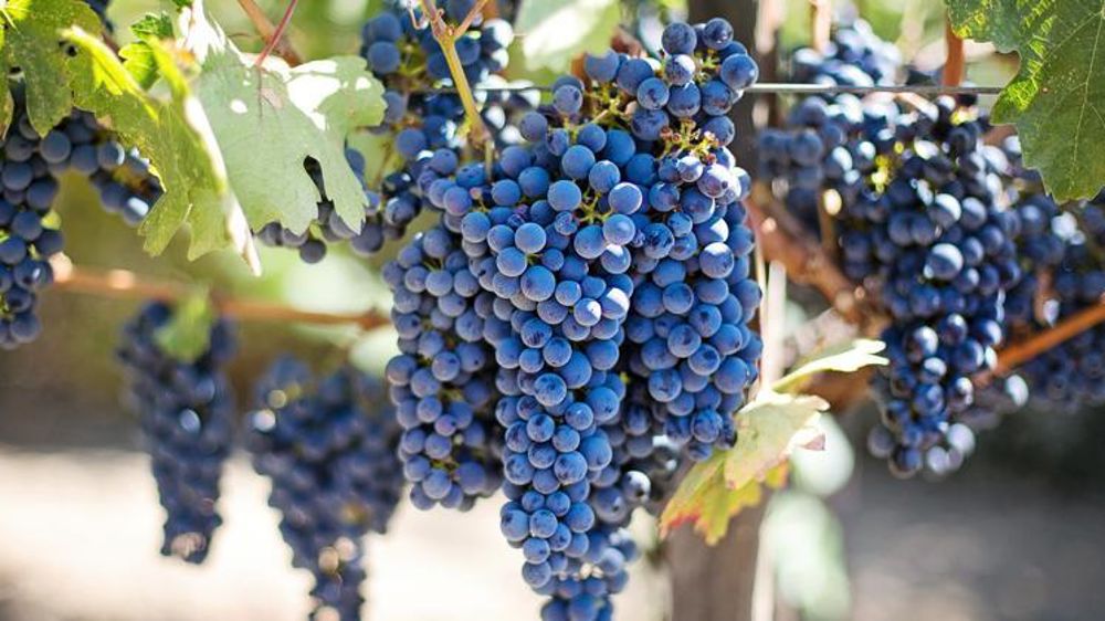 En 2018, la production moniale de vin sera supérieure de 19 % à celle de 2017, selon l’OIV. © Pixabay