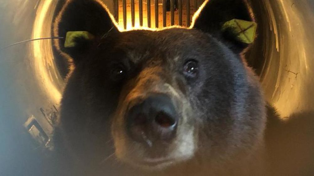 L’ONCFS, Office national de la chasse et de la faune sauvage, a donné un premier bulletin de santé des deux ourses relâchées dans les Pyrénées-Atlantiques. © ONCFS