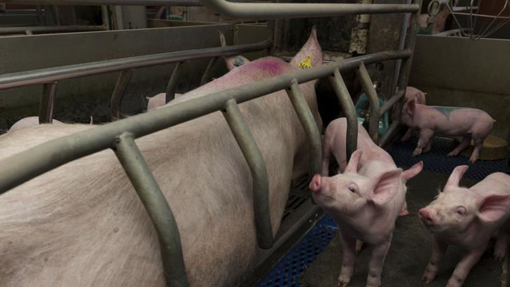 Favoriser la flore intestinale des truies gestantes avec des algues ou des huiles essentielles serait une solution pour lutter contre les infections bactériennes dans les élevages. © Y. Cainjo/GFA