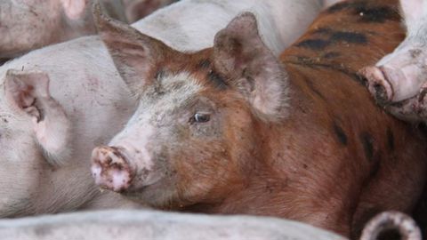 La FNP dénonce l’effet ciseaux dont sont victimes les trésoreries des éleveurs de porcs à cause de la hausse du prix de l’aliment. © A. Cardinaux/GFA La FNP dénonce l’effet ciseaux dont sont victimes les trésoreries des éleveurs de porcs à cause de la hausse du prix de l’aliment. © A. Cardinaux/GFA