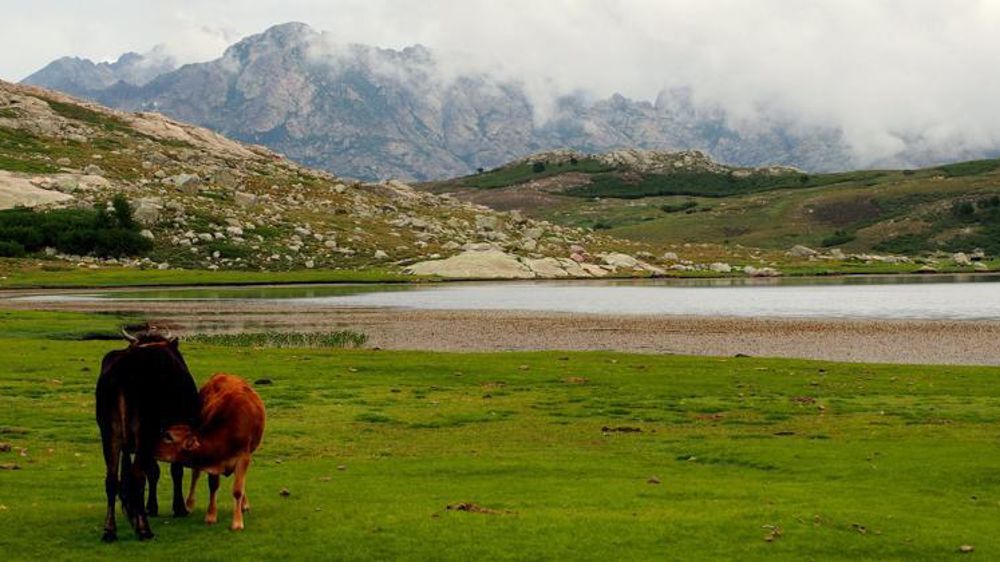 Le procureur d’Ajaccio a ouvert une enquête préliminaire pour « escroquerie aggravée » après un contrôle antifraude inopiné sur quatre exploitations au sujet des aides Pac. © Pixabay