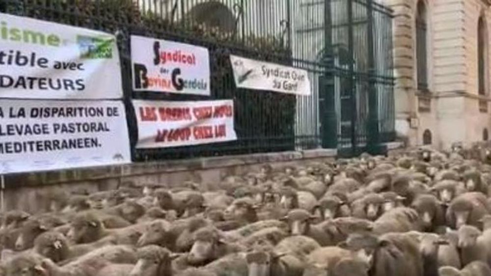 Brebis devant la préfecture du Gard © Twitter Gazette Live Nîmes