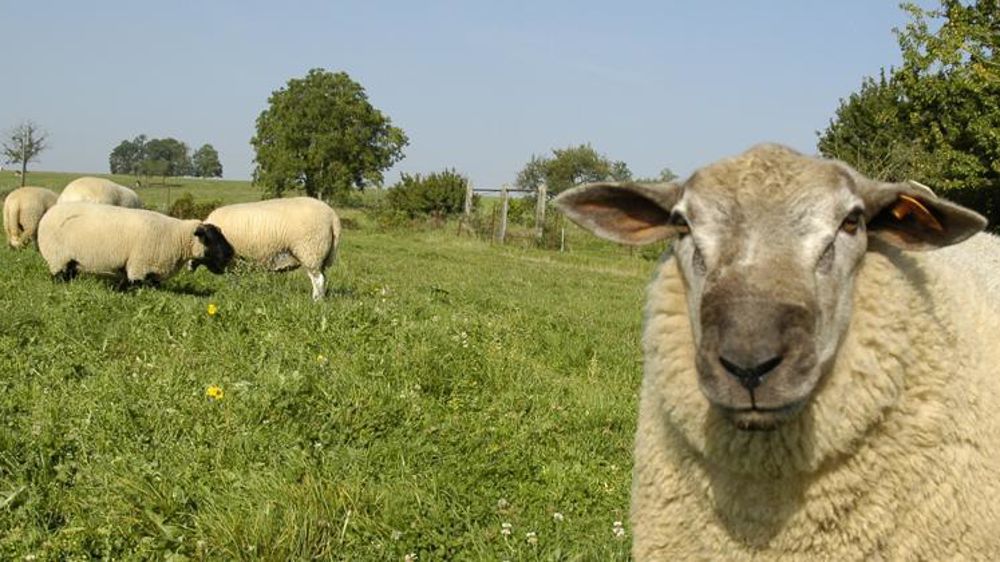 L’aide complémentaire à l’aide ovine sera rétablie pour la campagne de 2019. © P. Crapon/GFA