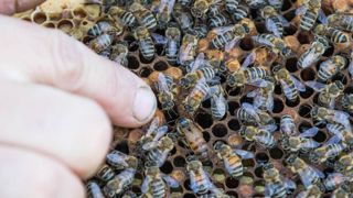 Une équipe de chercheurs basée en Finlande a mis au point un vaccin administrable à la reine des abeilles pour la protéger elle et sa descendance. © Pixabay Une équipe de chercheurs basée en Finlande a mis au point un vaccin administrable à la reine des abeilles pour la protéger elle et sa descendance. © Pixabay