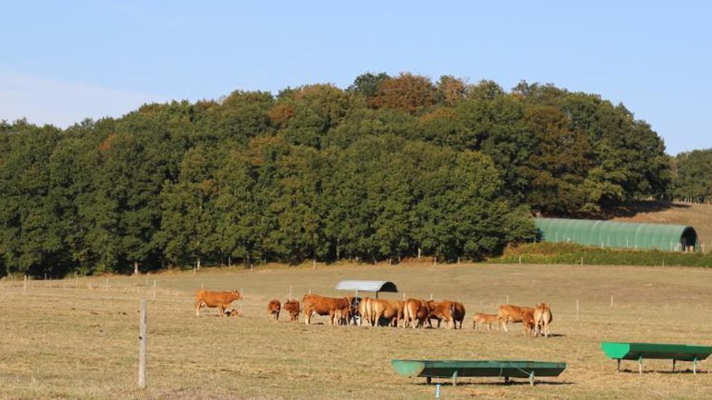 La Région Nouvelle-Aquitaine a décidé de compléter les aides aux éleveurs confrontés et qui ont acheté de la paille de maïs en guise de litière.  © M.-F. Malterre/GFA