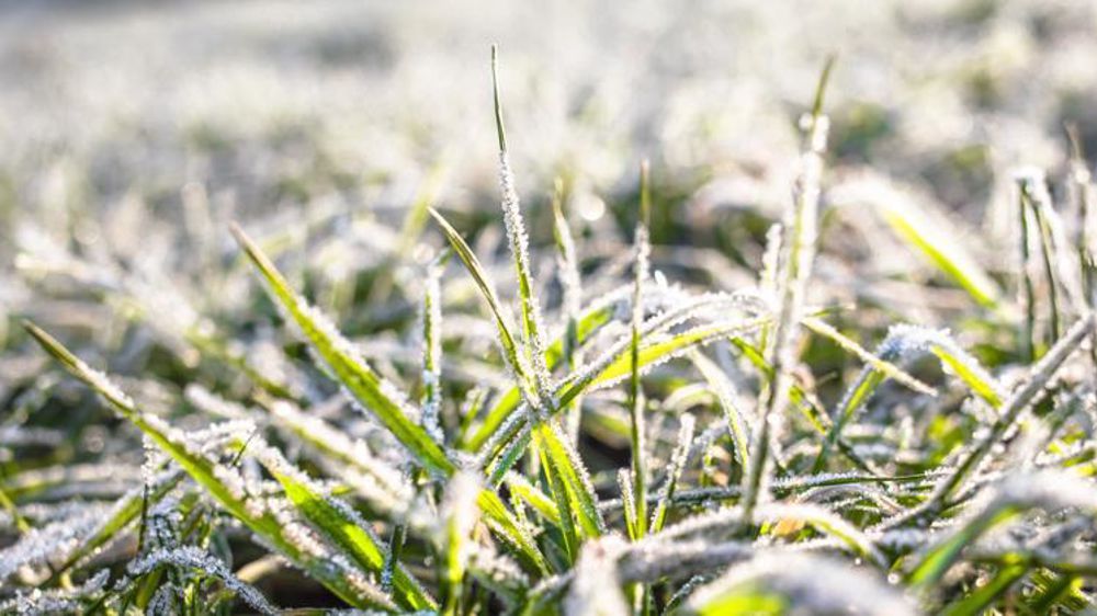 Blé en plein hiver. © Claudius Thiriet