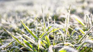 Blé en plein hiver. © Claudius Thiriet Blé en plein hiver. © Claudius Thiriet