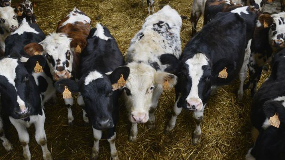 © Cédric Faimali/GFA