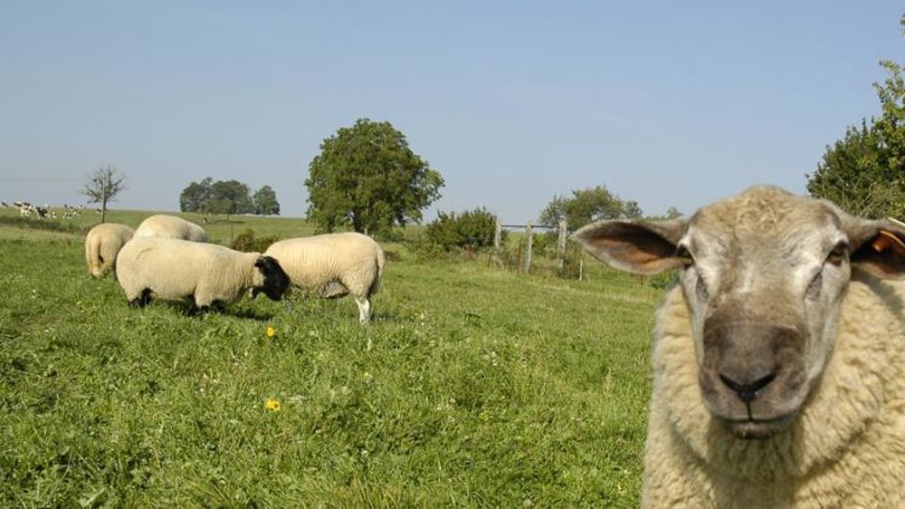 Les demandes d’aide ovine ou caprine doivent être déposées avant le 31 janvier 2019. © P. Crapon/GFA
