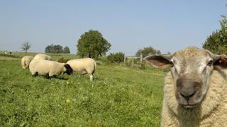 Les demandes d’aide ovine ou caprine doivent être déposées avant le 31 janvier 2019. © P. Crapon/GFA Les demandes d’aide ovine ou caprine doivent être déposées avant le 31 janvier 2019. © P. Crapon/GFA