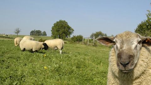 Les demandes d’aide ovine ou caprine doivent être déposées avant le 31 janvier 2019. © P. Crapon/GFA Les demandes d’aide ovine ou caprine doivent être déposées avant le 31 janvier 2019. © P. Crapon/GFA