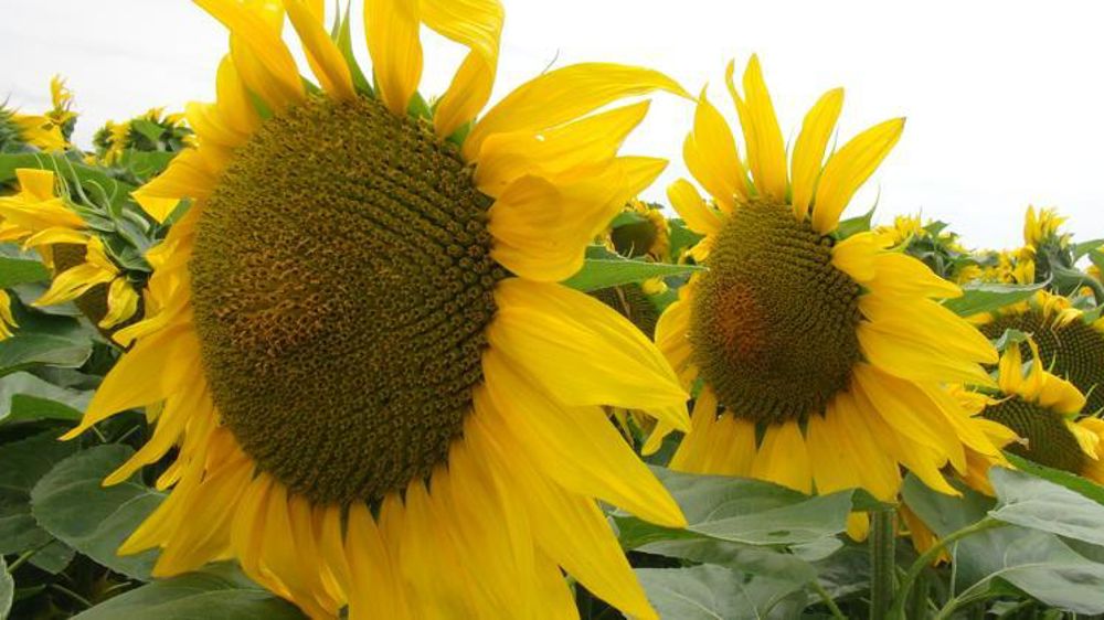 Le collectif d’agriculteurs Marre des faucheurs a exprimé sa colère envers les Faucheurs volontaires qui veulent stigmatiser les produits contenant des OGM dans des magasins. © E. Roussel/GFA