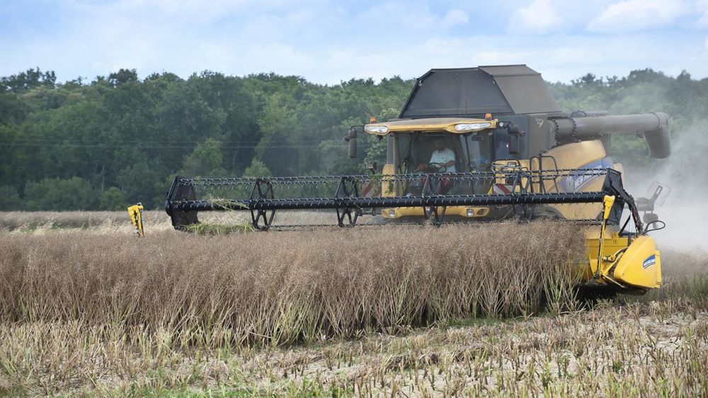 Moisson des colzas. Jean-Michel Nossant