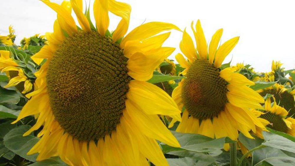 © A. Magnard / GFA