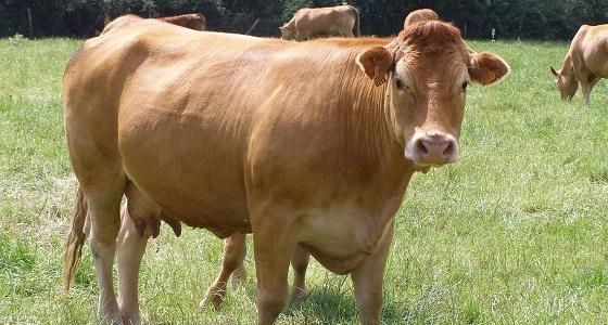 Versement anticipé de 80 % de la Pmtva.