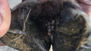 Pour lutter contre la mouche Wohlfahrtia magnifica, les éleveurs sont particulièrement attentifs aux boiteries des ovins. Pour lutter contre la mouche Wohlfahrtia magnifica, les éleveurs sont particulièrement attentifs aux boiteries des ovins.