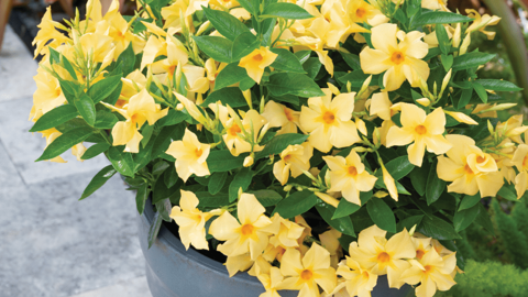Mandevilla SUNDAVILLE® Gold