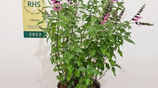 Salvia Pink Amistad Salvia Pink Amistad